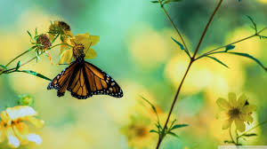 Free download latest cute butterfly hd desktop wallpapers, most popular wide cute colorful images in high resolution, high definition beautiful photos and pictures. Yellow Butterfly Wallpapers Top Free Yellow Butterfly Backgrounds Wallpaperaccess