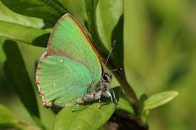 Maybe you would like to learn more about one of these? Green Hairstreak Wikipedia