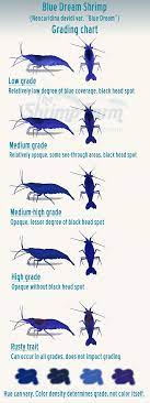 We did not find results for: Grading Blue Dream Shrimp Neocaridina Davidi Var Blue Dream The Shrimp Farm