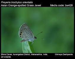 Image result for Rhynchosia torrei