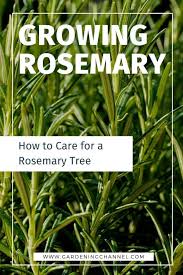It is a plant that can take any. How To Care For A Rosemary Tree Gardening Channel