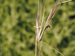 Image result for Aristida bipartita