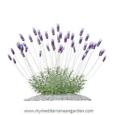 Image result for Lavandula dentata