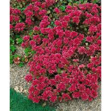 Erfahren sie hier wie sie diese wieder entfernen können Sedum Spurium Schorbuser Blut Pflanzen Fur Dich De 3 70
