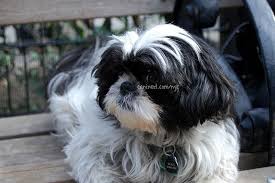 Black And White Havanese Puppy Names Canined Groomed Black White Havanese Dog Haircut 030109 6 Havanese Dogs Dog Haircuts Havanese