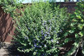 Image result for Dyschoriste thunbergiiflora