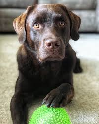 Epingle Par Delpuech Lydie Sur Domino Labrador Chocolat Chien Mignon Chien