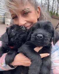 Tonilyn Mazzenga Fay (@skyline_giant_schnauzers) · Instagram 照片和视频