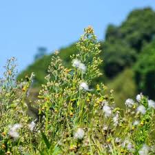 Image result for Crassocephalum radiatum