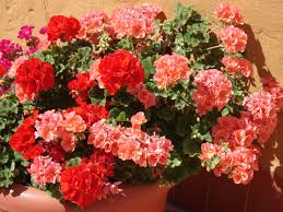 Résultat de recherche d'images pour "plante pot geranium"