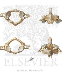 The atlas and axis are specialized to allow a. Cervical Vertebrae Atlas And Axis