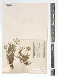 Image result for Actiniopteris pauciloba