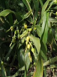 Image result for Kampochloa