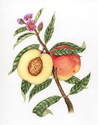 Illustration Drawing Style Of Peach Fruits Drawing Fruit Illustration Plant Drawing