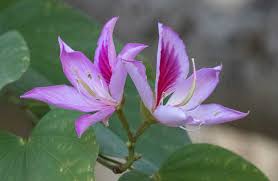 Image result for Bauhinia variegata