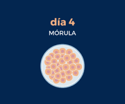 May 28, 2021 · para começar, os acionistas devem estar empolgados com a boa fase, e a empresa não pode desacelerar, o que significa que a adaptação precisa ser rápida. Las Etapas Del Desarrollo Embrionario Crea Valencia