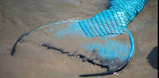 Image result for real mermaid