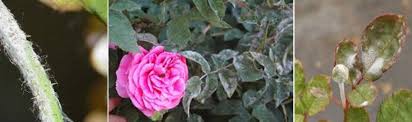 This particular disease is a worldwide problem for rosarians and gardeners that grow roses. How To Get Rid Of Powdery Mildew On Rose Articles Agfuse