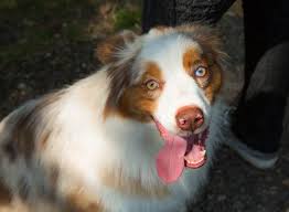 Check spelling or type a new query. Get To Know The Unique Red Merle Australian Shepherd K9 Web