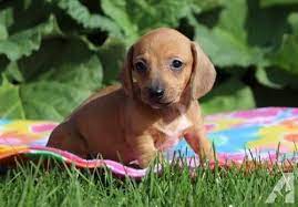 Miniature Dachshund Puppy For Sale Adoption Rescue For Dachshund On A Diet Obese Ohio P Dachshund Puppies For Sale Dachshund Puppies Dachshund Puppy Miniature