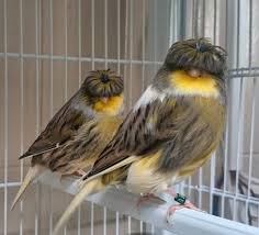 Mulai dari suara yang merdu sampai dengan tubuhnya yang kecil. Proses Persilangan Burung Kenari Agar Sukses Di Ternakan