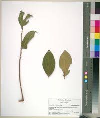 Image result for Anisophyllea boehmii