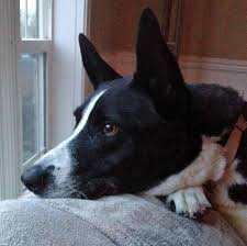 We did not find results for: Schnitzel The Mixed Breed Dog Breed Alaskan Malamute Canaan Dog Australian Kelpie Mixed Breed Collie Puppies Short Haired Border Collie