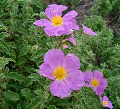 Image result for Cissus guerkeana