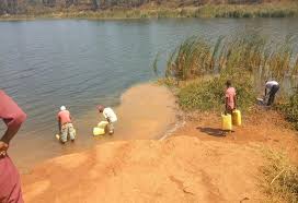 Image result for Bothriocline ugandensis