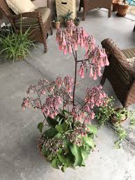 Image result for Kalanchoe crenata