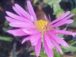 Image result for Asters `Jenny