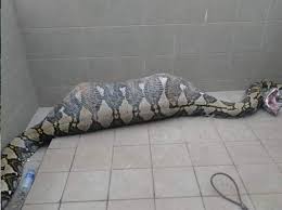 Ular sawa makan orang  rare picture . Ular Sawa Kekenyangan Selepas Telan Babi Ditemui Lepak Di Tepi Parit The Reporter