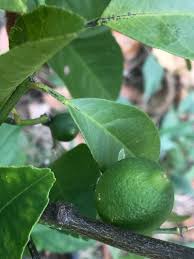 Image result for Citrus × aurantiifolia