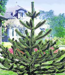 Evergreens verleihen ihrer landschaft das ganze jahr über farbe und schönheit. Affenschwanz Baum Immergrun Auch Im Winter Bei Baldur Garten