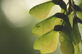 Maple is a symbol of strength and endurance. Are Maple Seeds Edible Yes And No The Bitter Sweet Reality