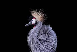 Interview Stunning Animal Portraits Capture The Poetic Elegance Of Wildlife Pet Portraits Animals Comedy Wildlife Photography