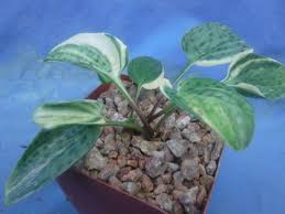Image result for Lobelia petiolata