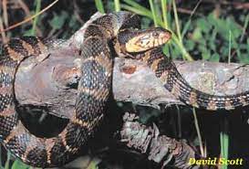 Southern Water Snake Aka Banded Water Snake Species Snake Animals