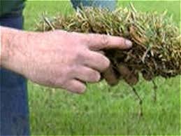 Pull the rake through the grass—you should feel and see thatch coming loose. How To Dethatch A Lawn How Tos Diy