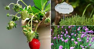 More images for where to plant strawberries in the garden » 13 Best Strawberry Companion Plants Balcony Garden Web