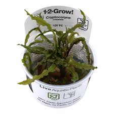 The genus is naturally distributed in tropical regions of india, southeast asia and new guinea. 1 2 Grow Cryptocoryne Crispatula Pflanzen