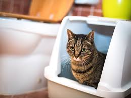 What To Do If There S Blood In Your Cat S Stool