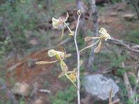 Image result for Oeceoclades decaryana