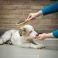 Pet Parent Academy: Brush Up on the Basics (Brushing Class)