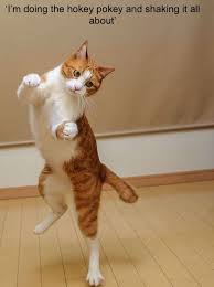 Can indicate an aggressive cat. Cat Shaking Back Legs When Walking