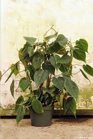 All about care, lighting and plant varieties for dark rooms. 10 Best Low Light Indoor Plants That Are Easy To Care For
