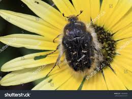 Image result for Tropinota hirta