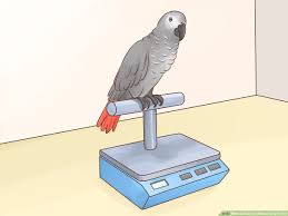 How To Feed An African Grey Parrot 12 Steps With Pictures