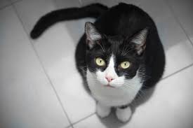 ‪Cat or Lion: Differences Between Wild and Domestic Cats‬‏