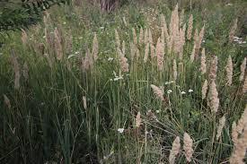 Image result for Sacciolepis rigens